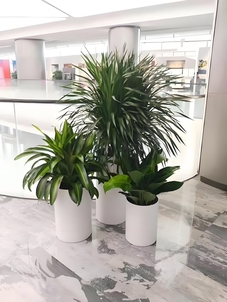 鄞州植物租赁服务好 鄞州植物租赁服务好