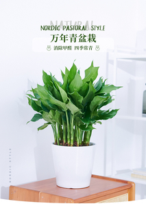 解锁镇海花卉租摆，让生活空间绽放绿意之美