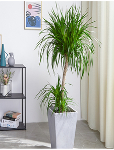 深挖宁波海曙植物租摆价格那些事儿