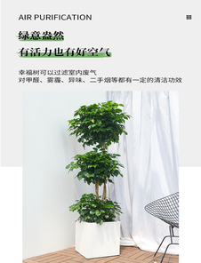 慈溪盆景出租价格实惠