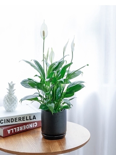 镇海绿植租摆，开启绿色环保又美观的生活方式