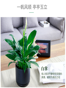 北仑盆景出租，开启别样景观设计之旅