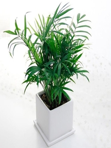 关注江北盆景租摆，解锁空间绿植美化秘诀