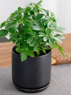 “镇海绿植租赁方案，给您意想不到的惊喜验