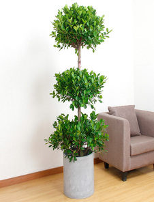 奉化绿植租摆价格实惠