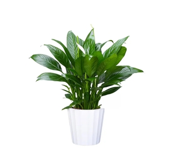 领略宁波前湾盆景租赁设计，感受自然魅力