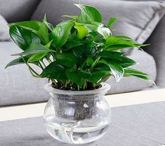 领略奉化专业植物租摆，畅享清新环境亡