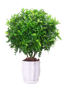 宁波江北植物出租服务好